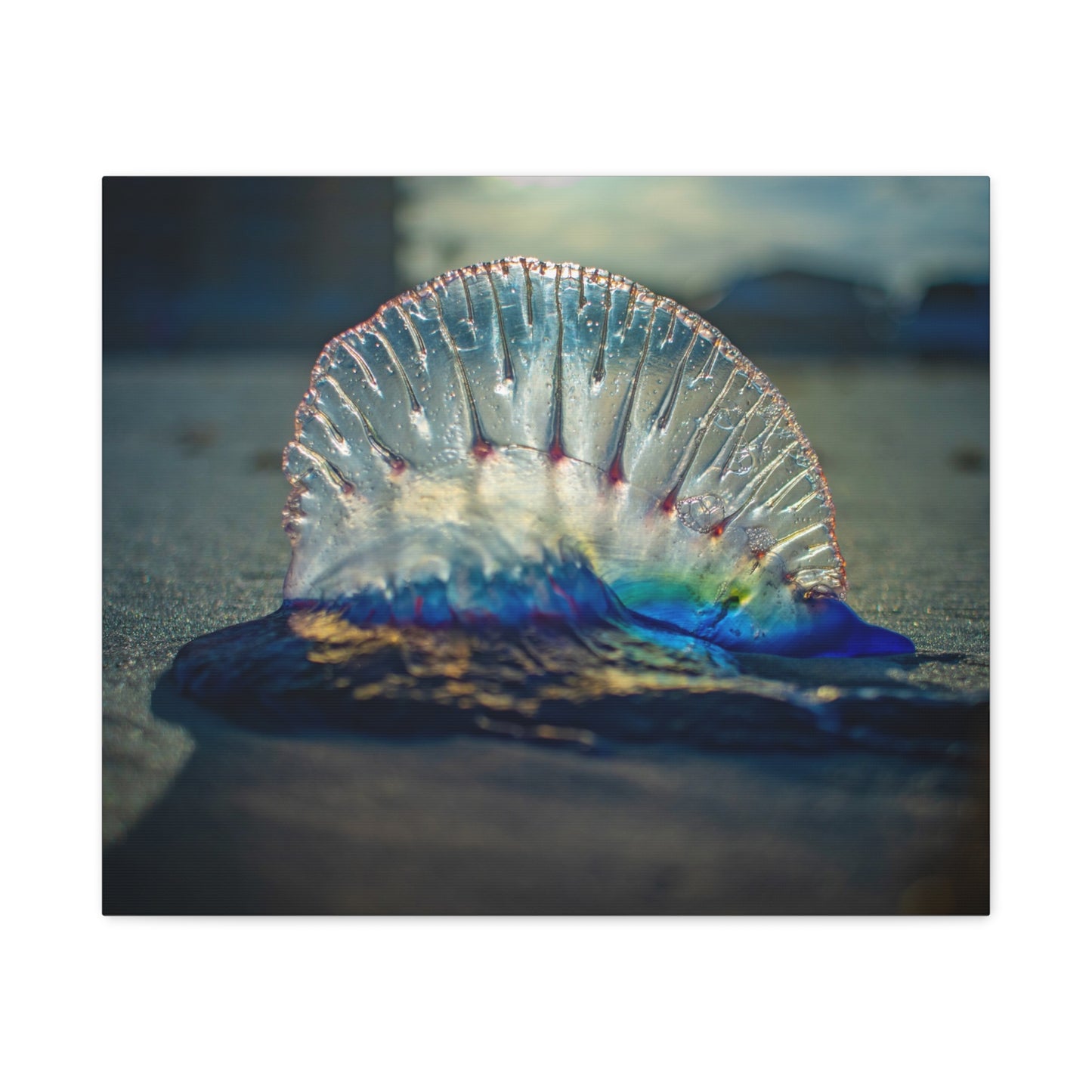 Portuguese Man' o' War