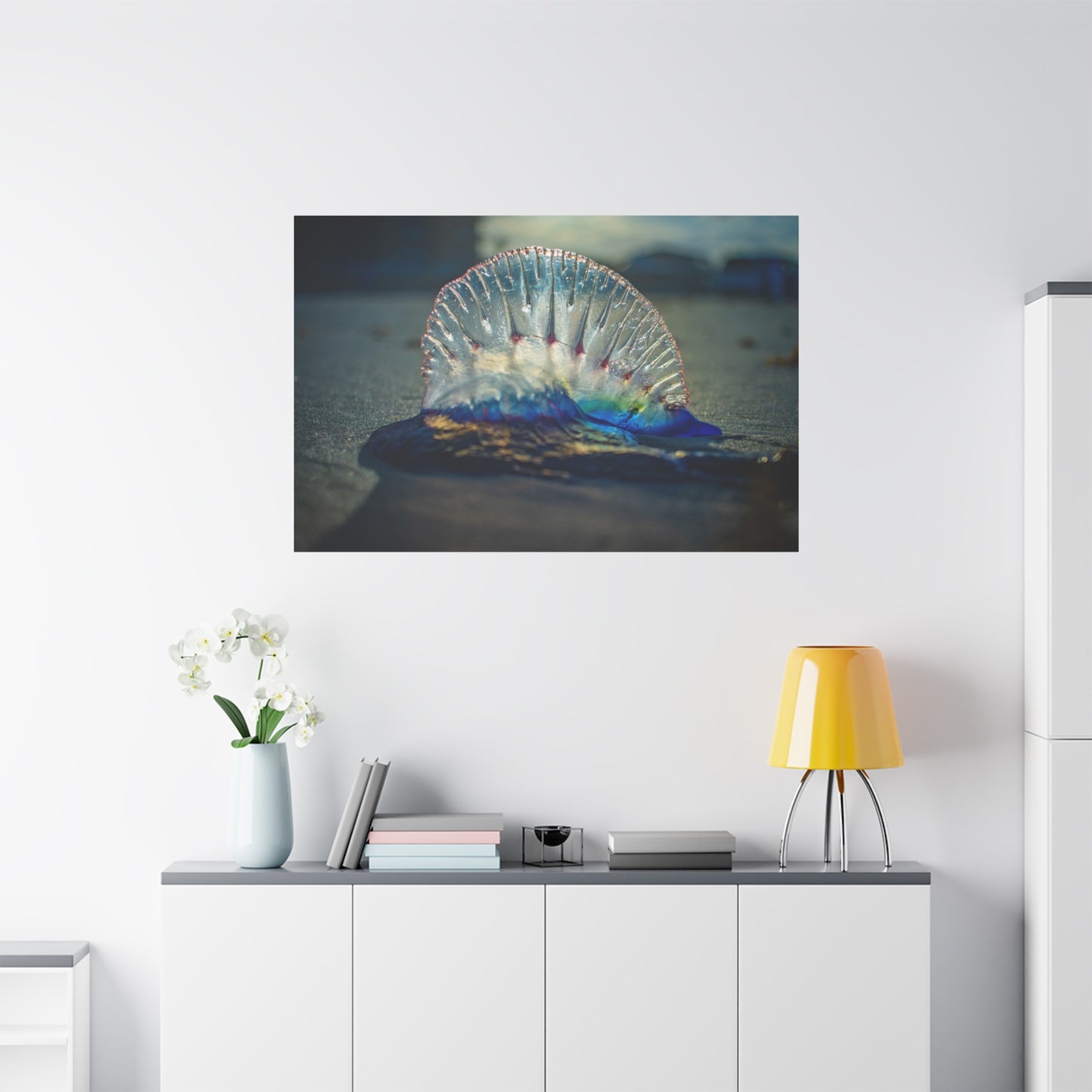 Portuguese Man' o' War