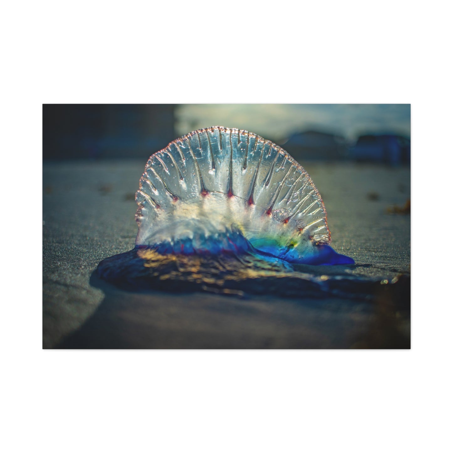 Portuguese Man' o' War