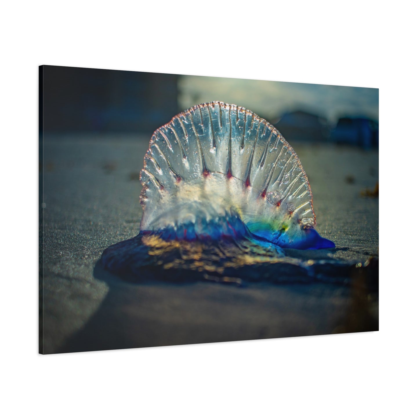 Portuguese Man' o' War