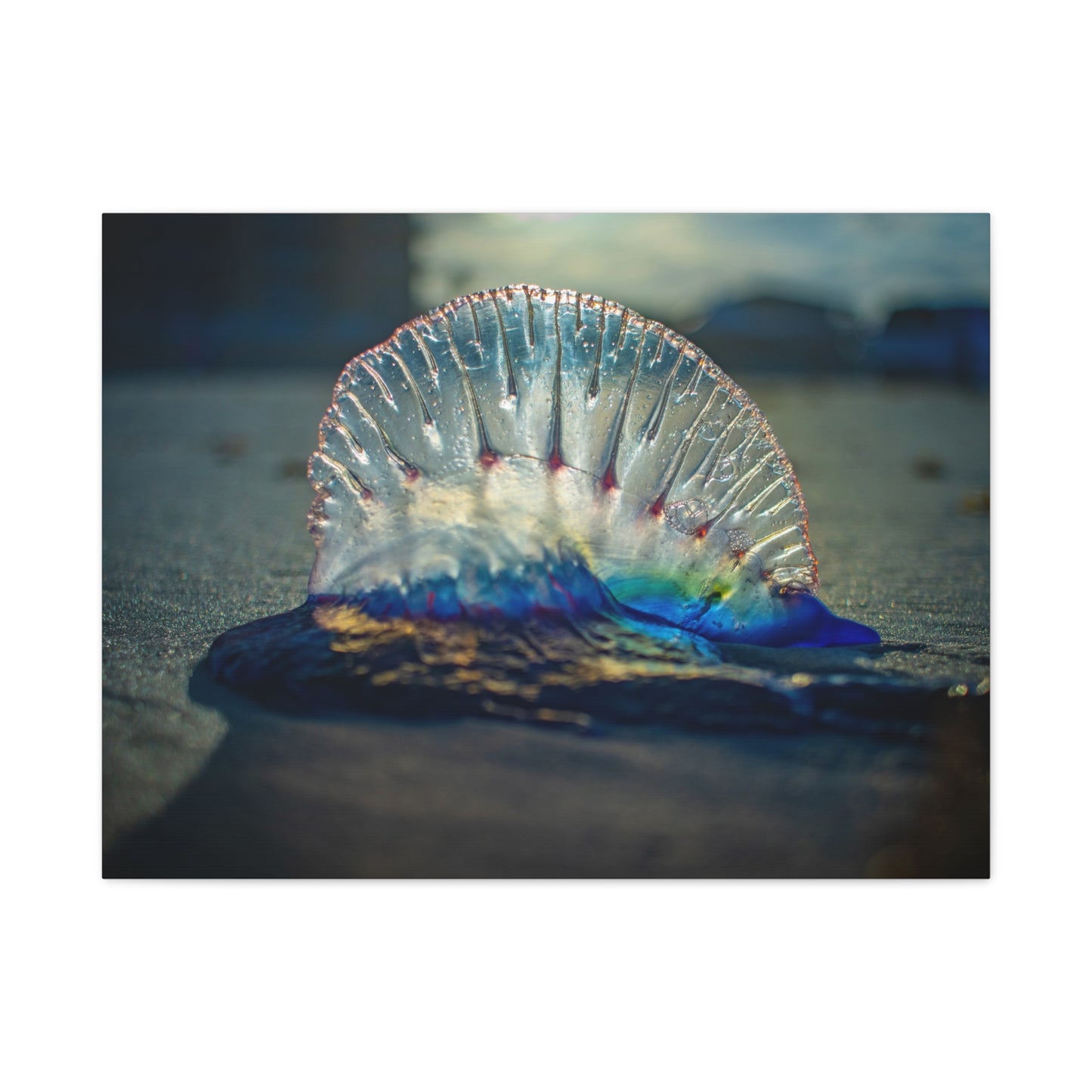 Portuguese Man' o' War