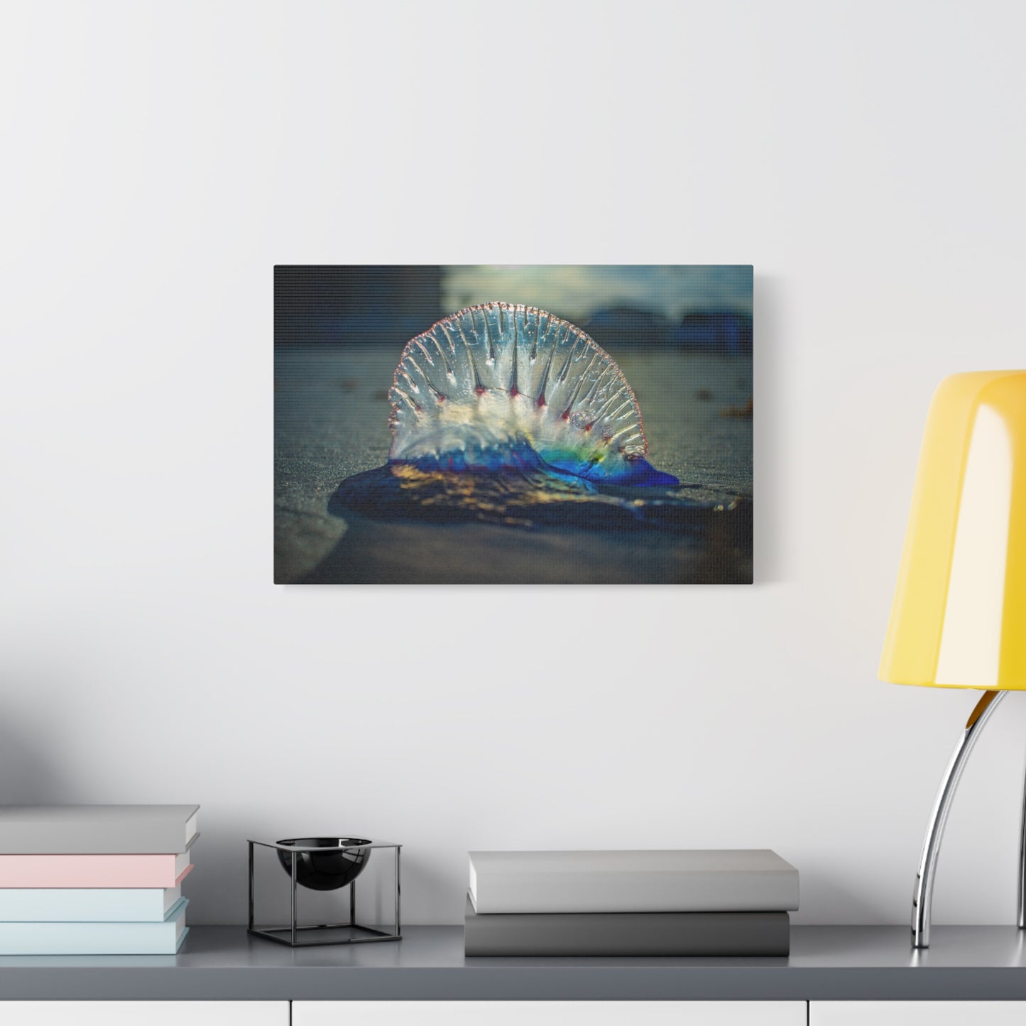 Portuguese Man' o' War