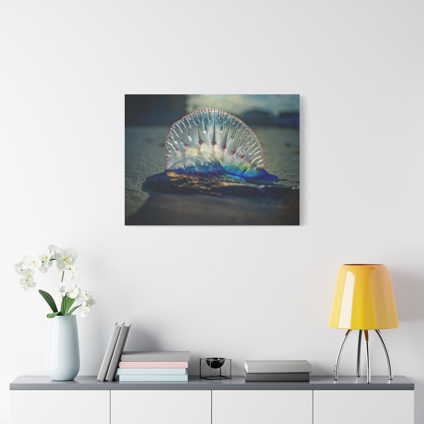 Portuguese Man' o' War