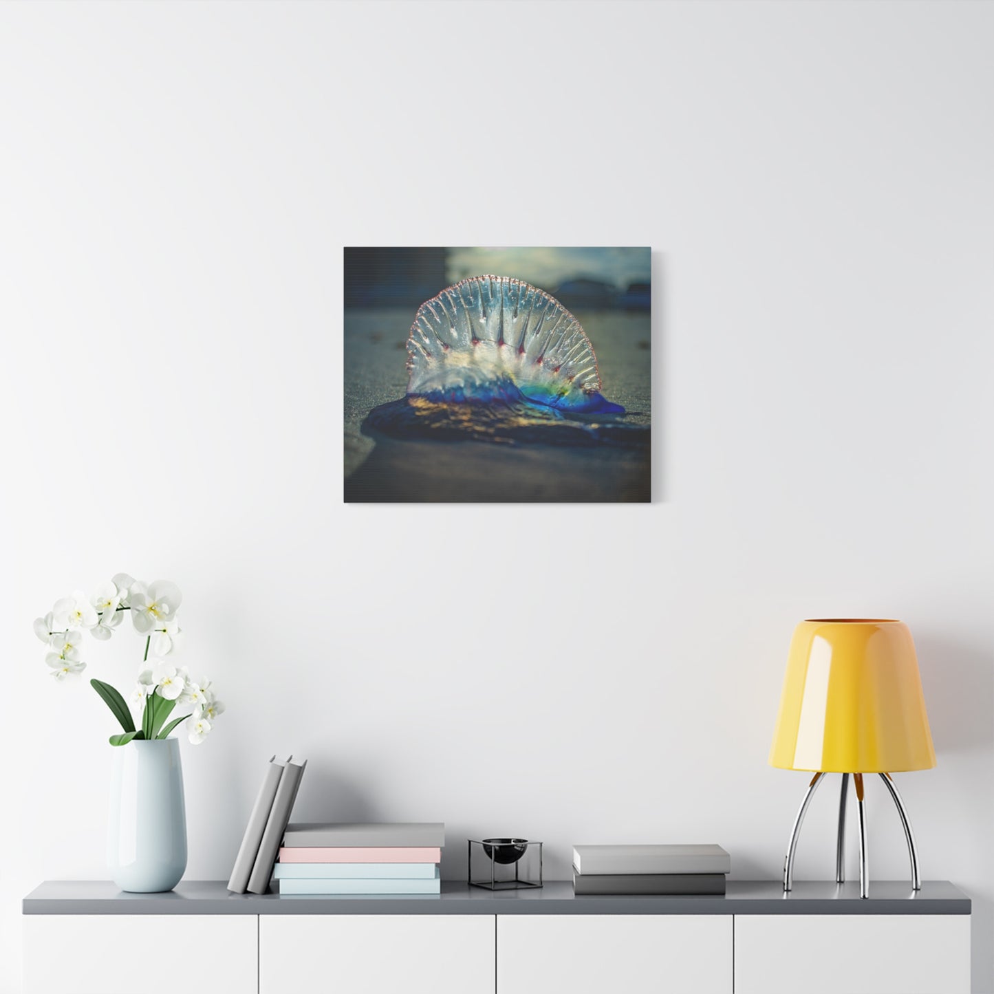 Portuguese Man' o' War