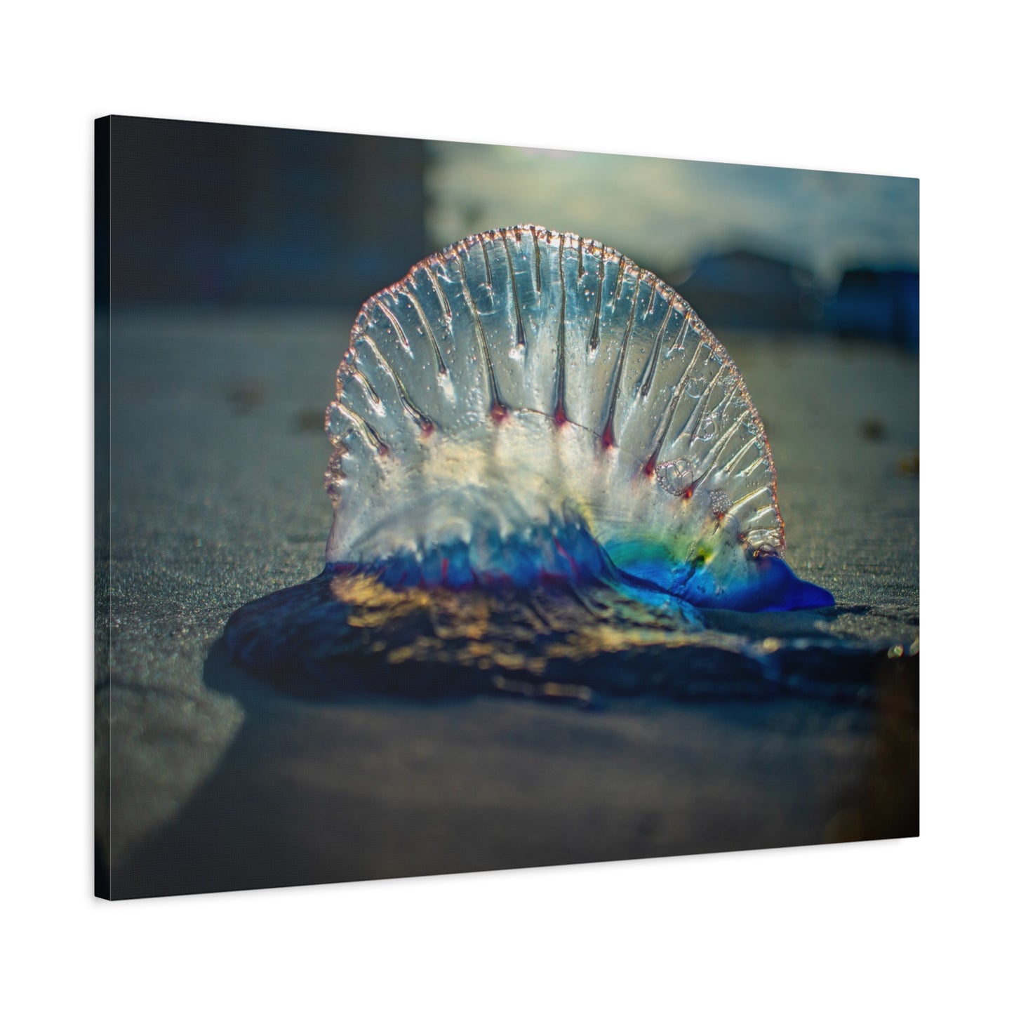 Portuguese Man' o' War