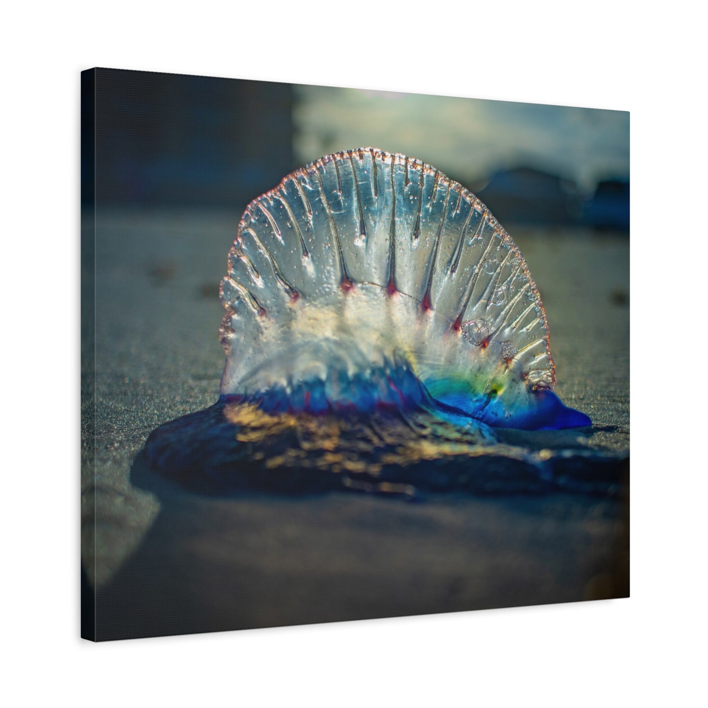 Portuguese Man' o' War