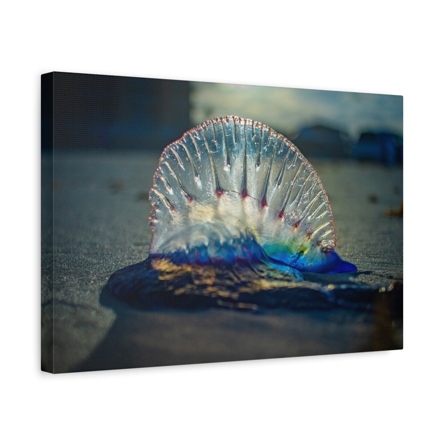 Portuguese Man' o' War