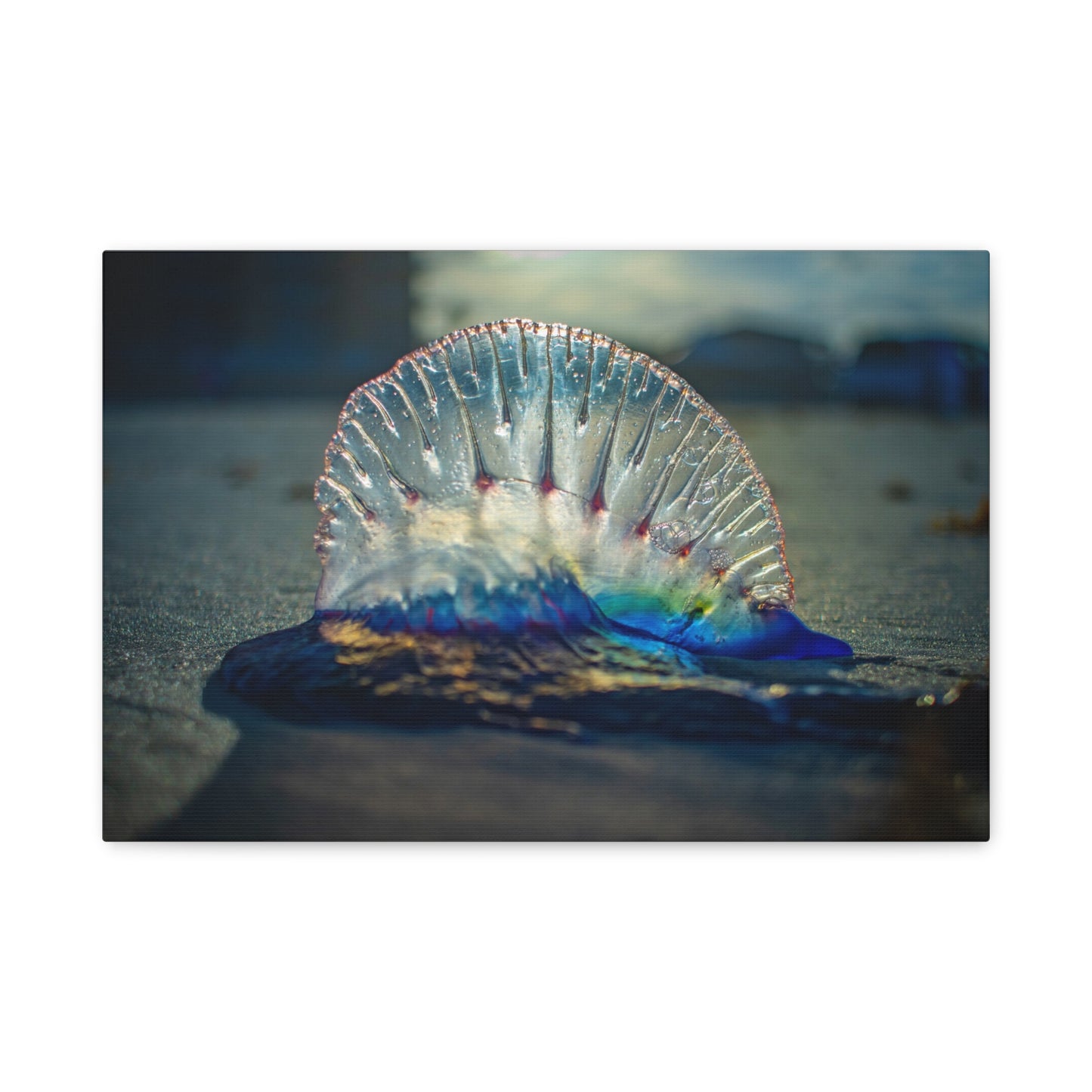 Portuguese Man' o' War