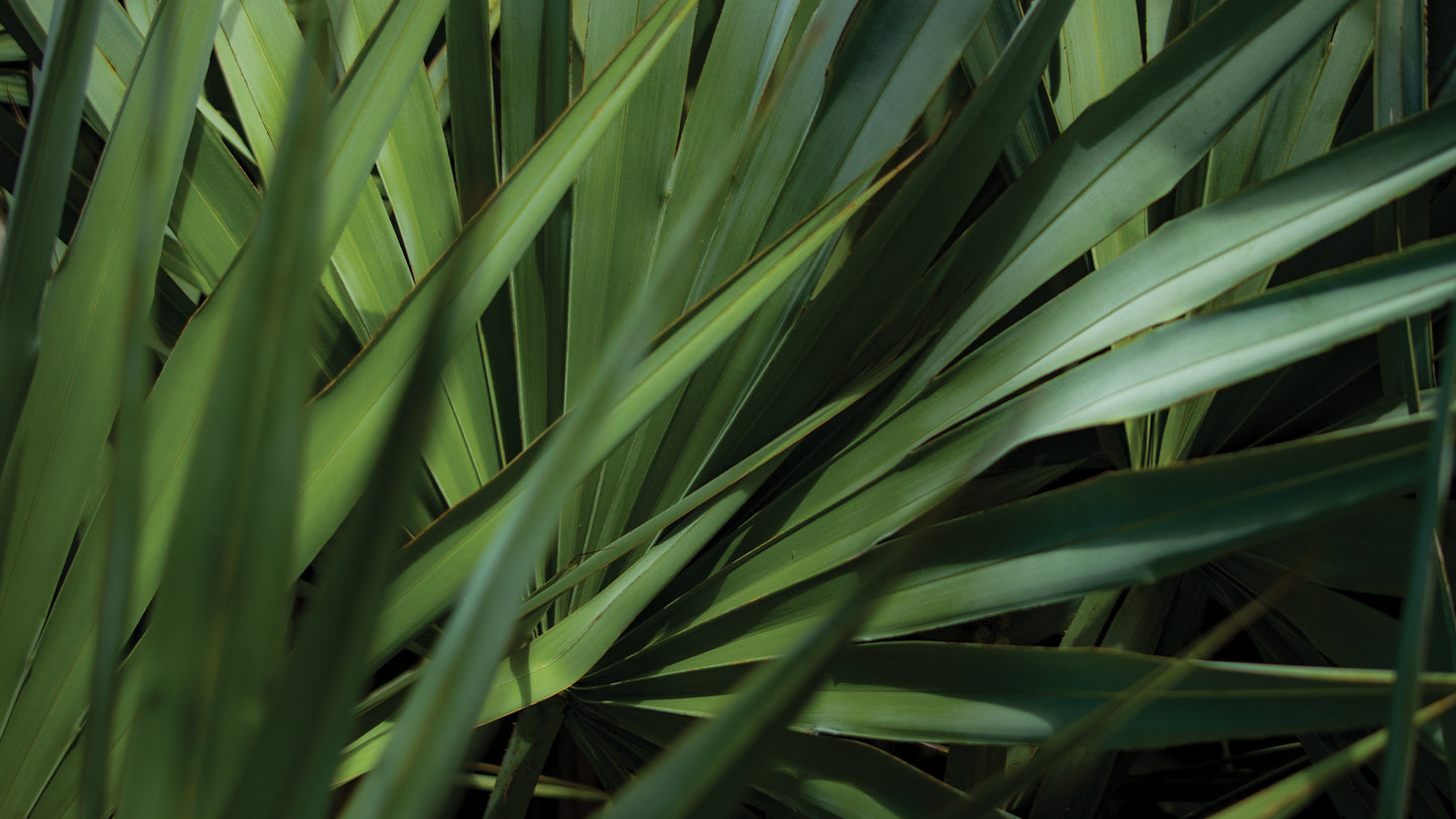 Palms