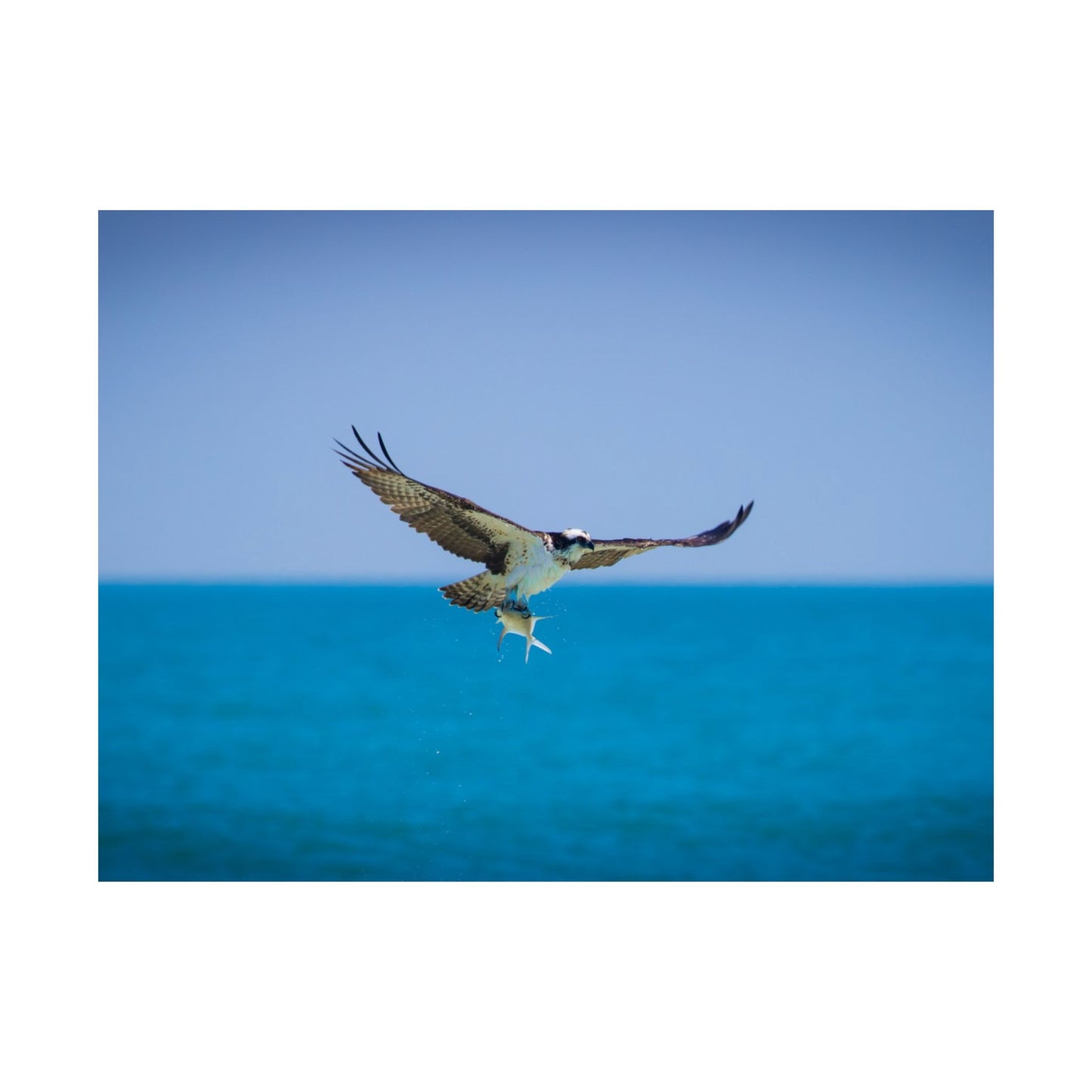 Osprey Catch
