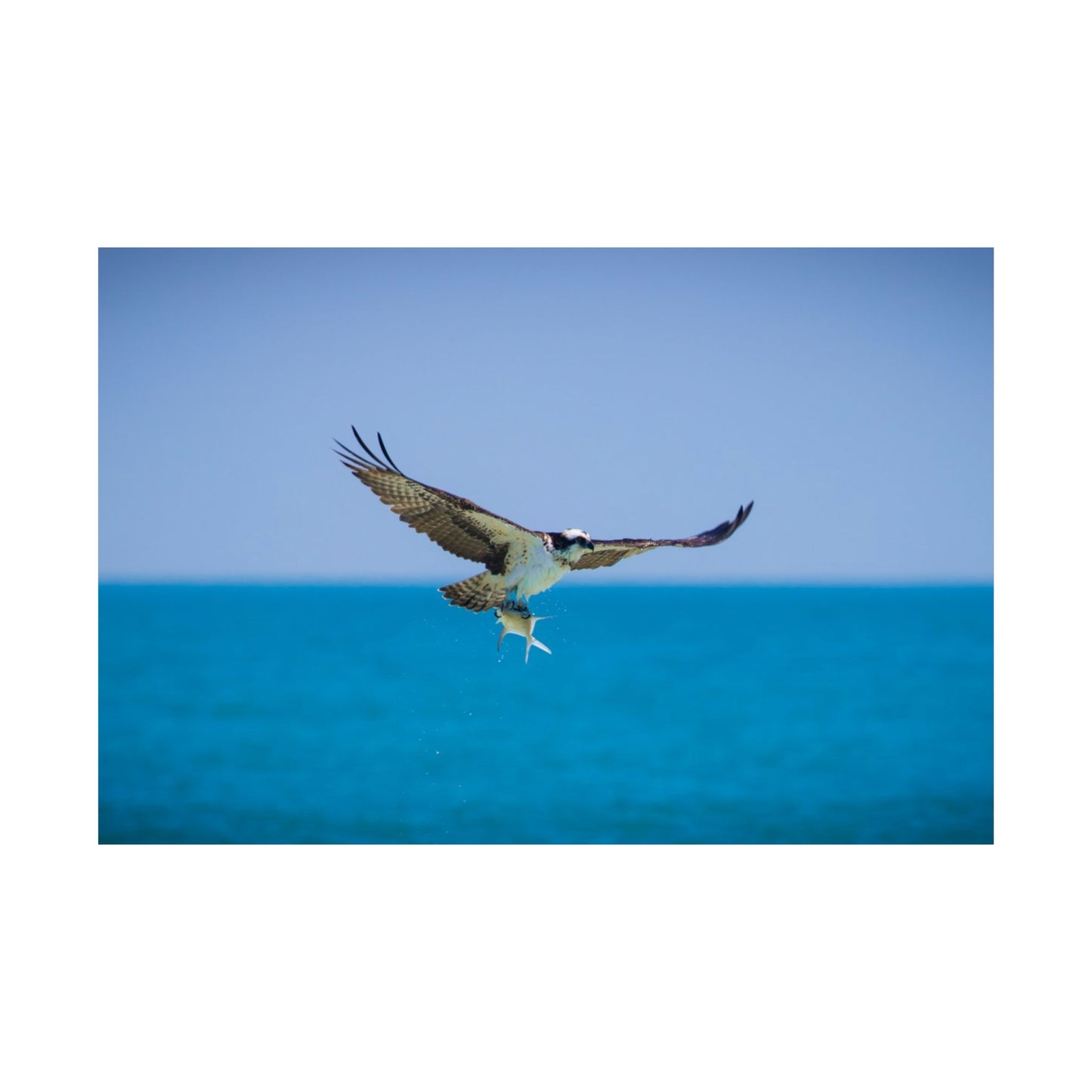 Osprey Catch