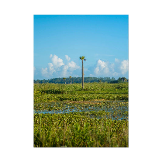 Lone Palm