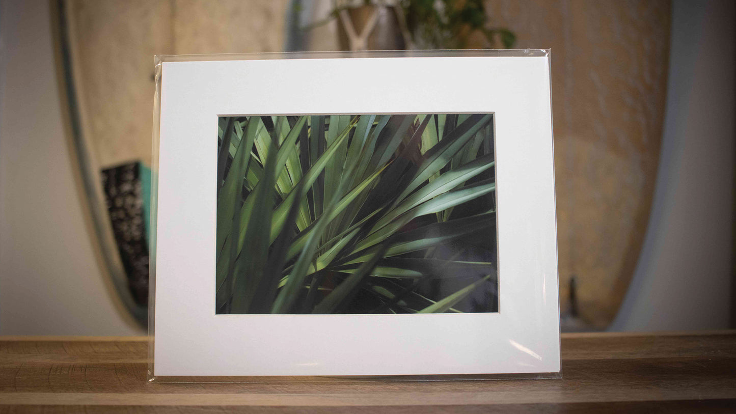 Palms